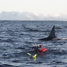 Snorkeling with Orcas